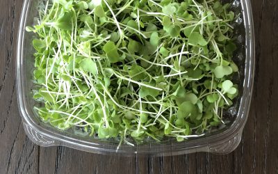 Broccoli Sprouts – breakthrough GREEN FOOD!